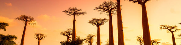 Vytaliving Articles - Baobab Health Benefits
