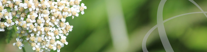 Hayfever and seasonal allergies. Natural immunity Vytaliving