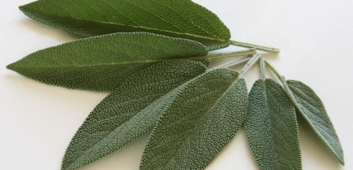 The Health Benefits of Sage