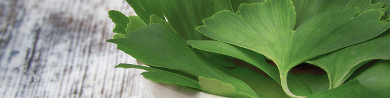 Vytaliving Articles - Health benefits of Ginkgo Biloba
